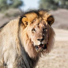 Male kalahari Lion