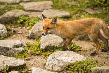 Naklejka na ściany i meble young fox. wild animal photo