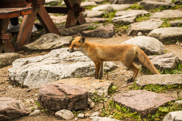 young fox. wild animal photo