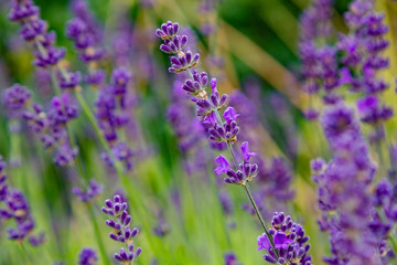 Lavender blooms in the garden. Aromatic and medicinal plants in the garden. Purple and blue lavender flowers. Natural background of lavender plants.