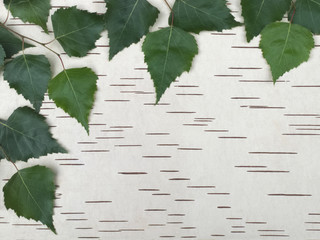 Birch green leaves on the bark background - 282942632