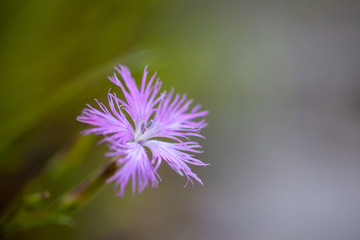 カワラナデシコ