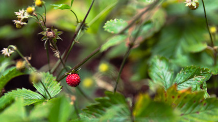 Forest strawberry 