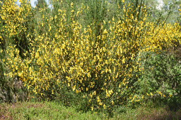 gorse (cytisus scoparius)