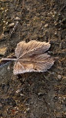 abstract, autumn, background, beautiful, boil, branch, brown, close-up, closeup, cold, color, creative, creativity, crystal, crystalize, detail, dry, environment, fall, foliage, forest, frost, frozen,