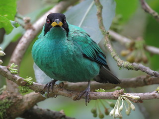 Honeycreeper bird