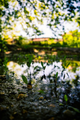 Fototapeta premium Reflection
