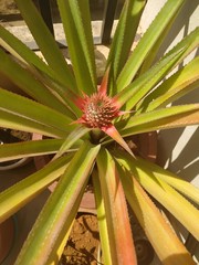 Obraz premium Growing pineapple