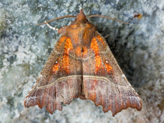 The Herald (Scoliopteryx libatrix) moth