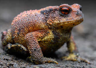 redish Common toad (Bufo spinosus) in a cave