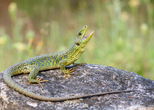The ocellated lizard or jewelled lizard (Timon lepidus)