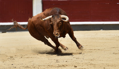 toro