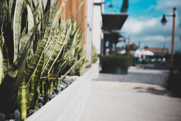 plant in front of store