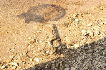 Fototapeta na wymiar Frightened water snake at a shore is crawling to escape into the lake from the shadow of a human hunter with a net