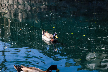 ducks in water