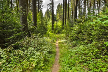 Obraz premium single forest path