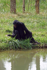 Singe-araignée au bord de l'eau