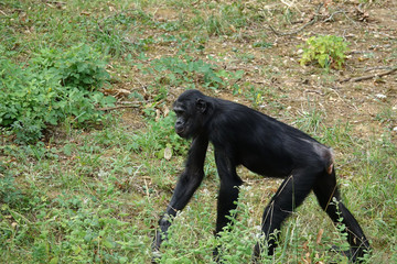 Bonobo dans la jungle
