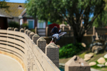 pigeon on bridge