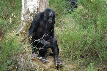 Bonobo femelle