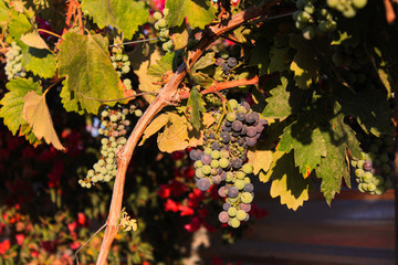 Uvas de colores de viñedo, Valle de Guadalupe, México