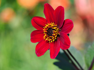 Beautiful red dahlia flower, variety Bishop of Auckland