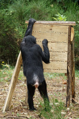 Bonobo en train de manger dans un hôtel à insectes