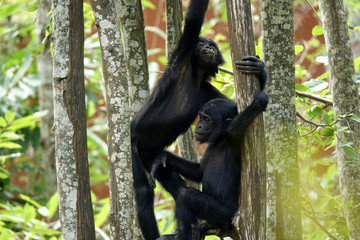 Bébés bonobos dans un arbre