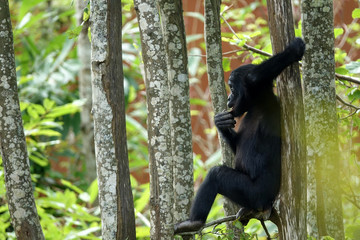 Jeune Bonobo sur une branche
