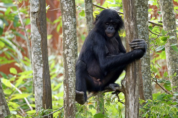 Jeune Bonobo dans un arbre