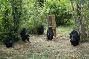 groupe de Bonobos