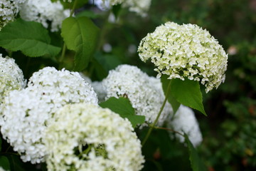 flowering white hydrangea