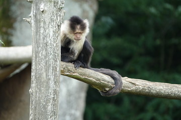 Sapajou capucin sur une branche