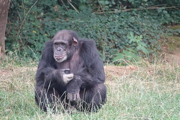 Chimpanzé 