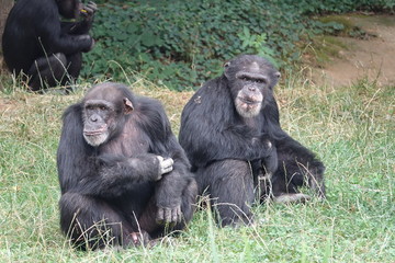 Chimpanzé 