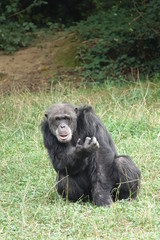 Chimpanzé demandant à manger