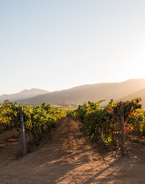 Vineyards in Valle de Guadalupe, Mexico.