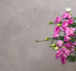 Fresh pink eustoma flower on concrete background. flat lay style with space for text. Womens or Mothers Day Theme.