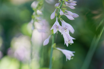 ギボウシの花