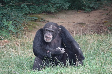 Chimpanzé en plein repas