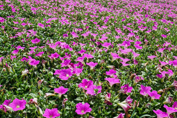 ペチュニアの花畑