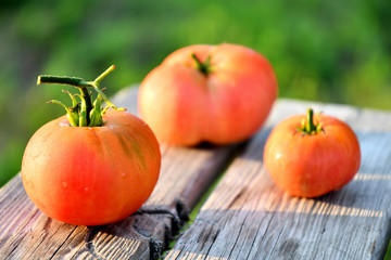 Ripe tomatoes directly from the garden in the morning on old boards.