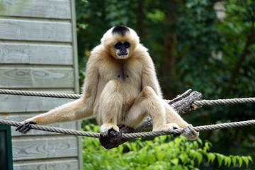 Gibbon à favoris blancs assis sur une liane