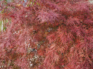 maple acer tree leaves background