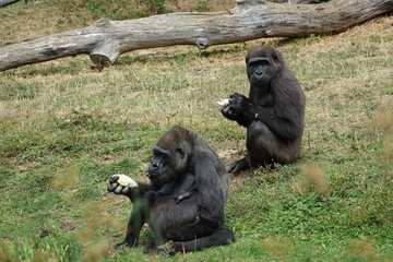 groupe de gorilles en plein repas