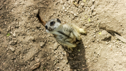 Obraz premium Meerkat 