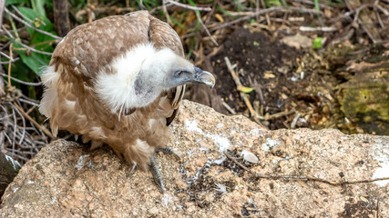 Vulture