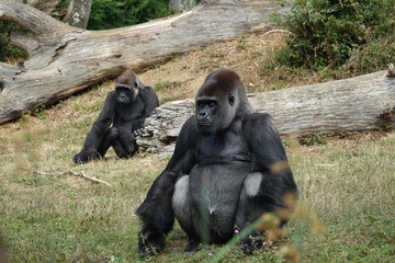 Gorille &agrave; dos argent&eacute; au premier plan
