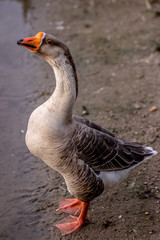 Obraz premium Grey Goose