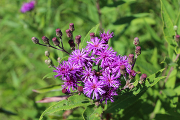 Missouri ironweed wildflower at Somme Prairie Nature Preserve in Northbrook, Illinois
